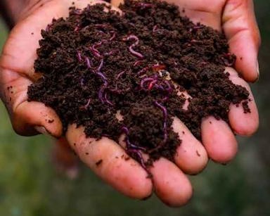 Vermicompost in farm environment